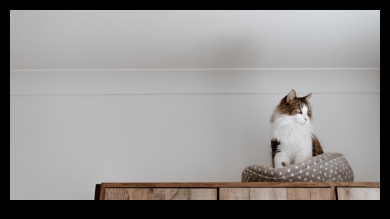 Mīlīgi pavadoņi: padomi, kā izveidot mājīgu vietu savam kaķim