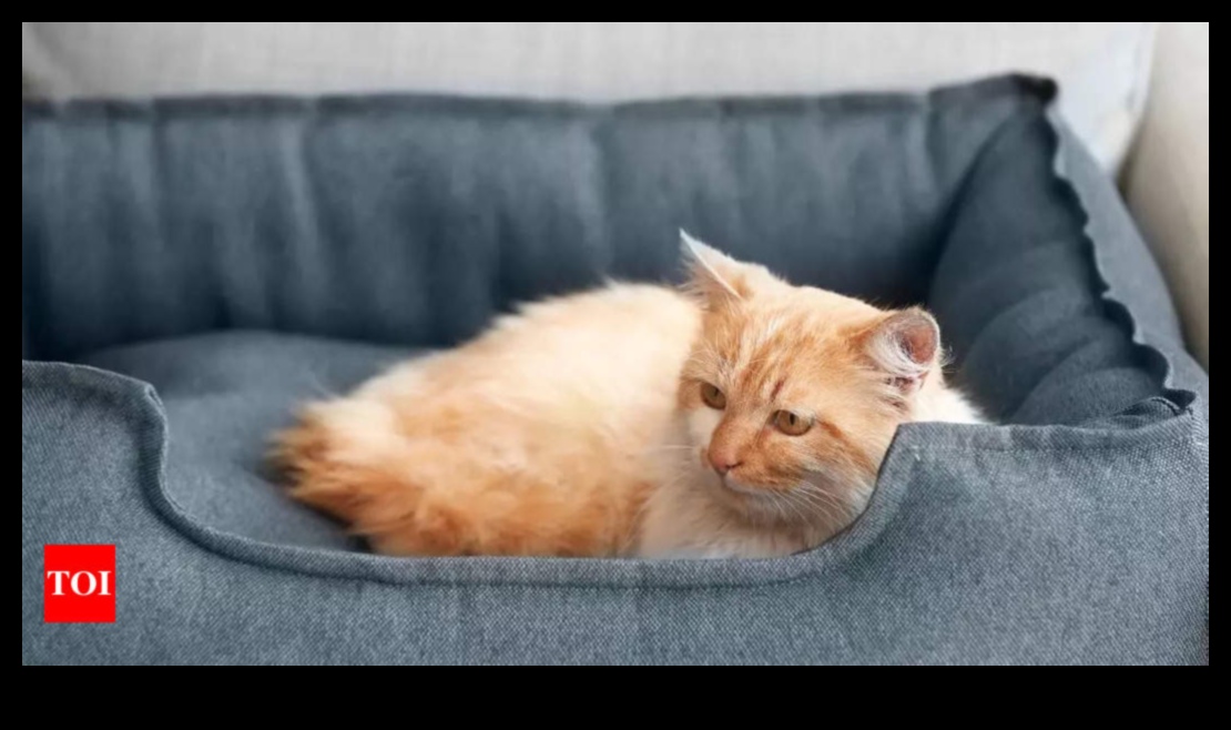 Mīlīgi pavadoņi: padomi, kā izveidot mājīgu vietu savam kaķim