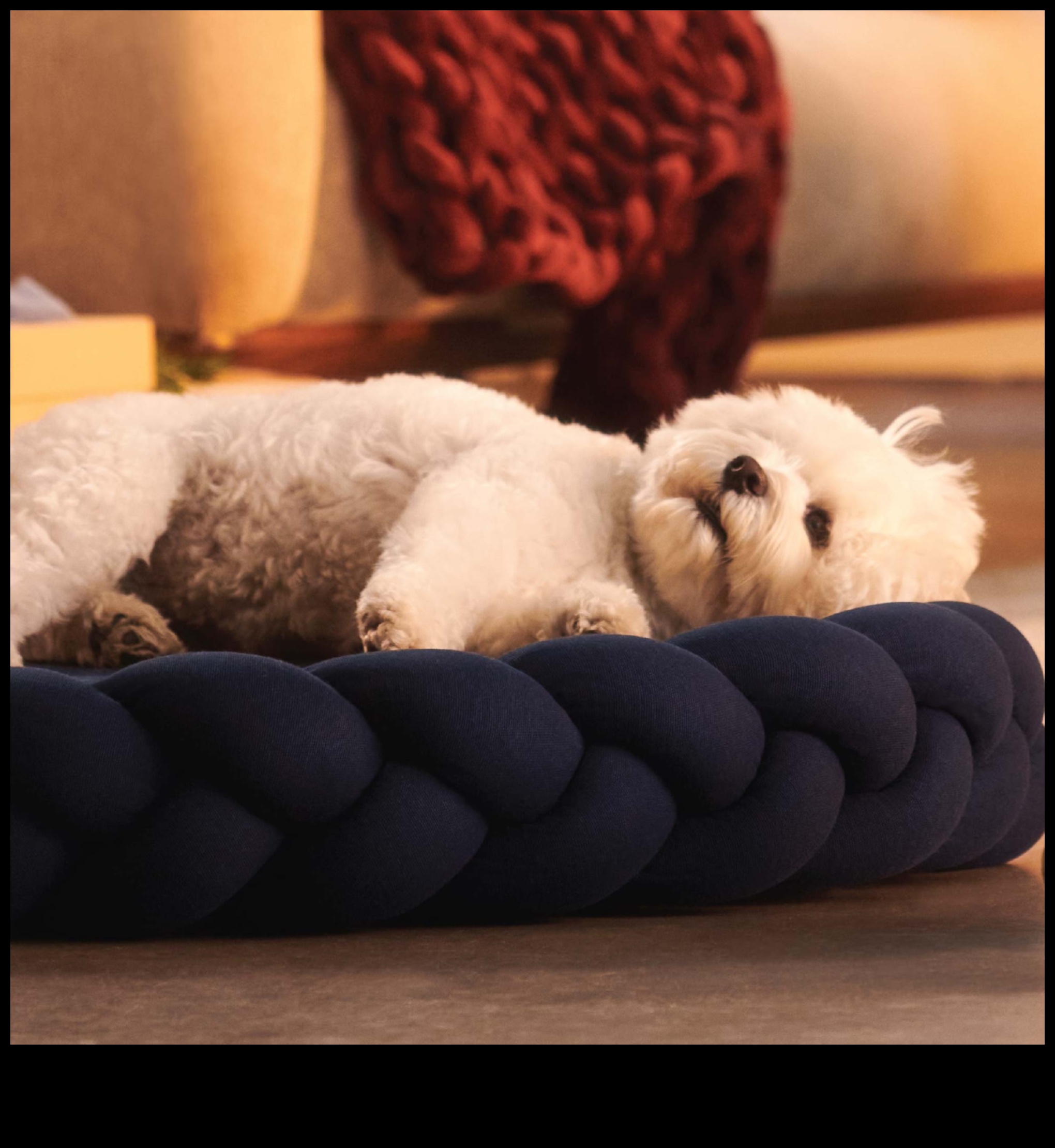 Suņu sapņi: Suņu miega modeļu noslēpumu atklāšana