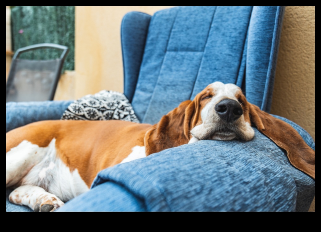 Suņu sapņi: Suņu miega modeļu noslēpumu atklāšana