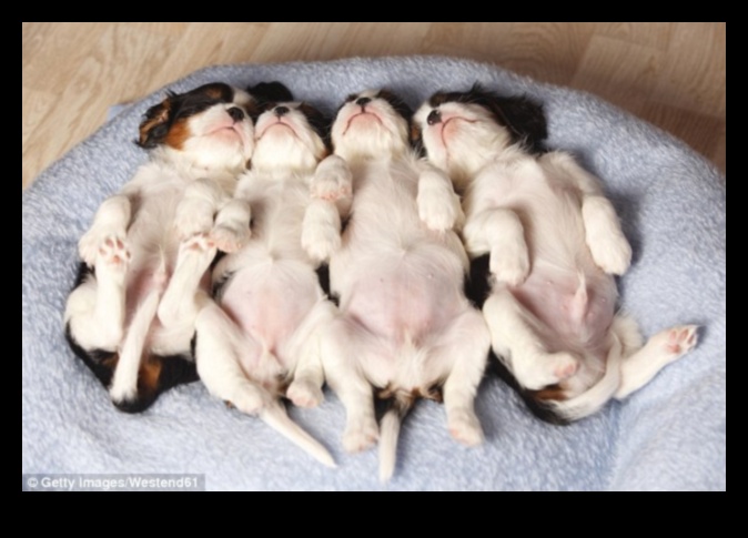 Suņu sapņi: Suņu miega modeļu noslēpumu atklāšana