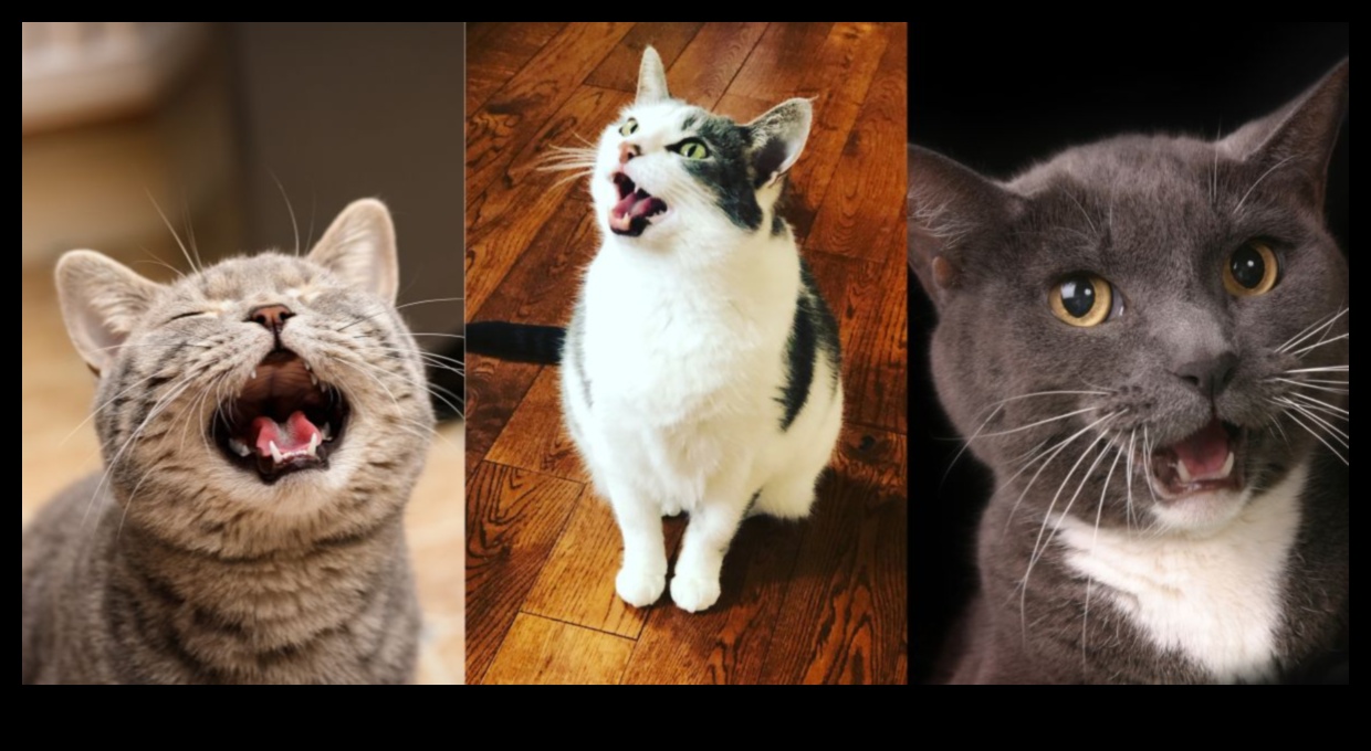 Kaķu tērzēšana: dažādu kaķu vokalizāciju atšifrēšana