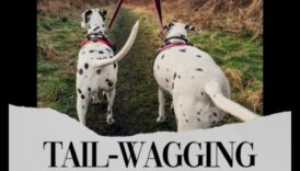 Astes luncināšanas melodijas: atskaņošanas saraksta izveide jūsu sunim