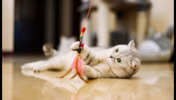 DIY Cat Rotaļlietas Turpinājums: Inovatīvu rotaļlietu izgatavošana izklaidei