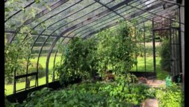 Dārza elegance: siltumnīcas skaistums katrā pumpuriņā