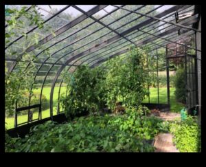 Dārza elegance: siltumnīcas skaistums katrā pumpuriņā