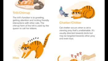 Kaķu tērzēšana: dažādu kaķu vokalizāciju atšifrēšana