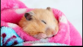 Kāmju miega modeļi: nakts un dienas paradumu izpratne