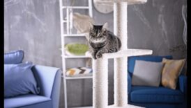 Mīlīgi pavadoņi: padomi, kā izveidot mājīgu vietu savam kaķim
