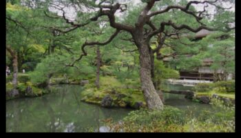 Dabas harmonija: japāņu dārza skaistums katrā lapā