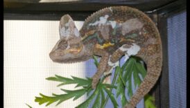 Rāpuļu skrējēji turpinājums: Modīgāki aksesuāri jūsu Scaley kompanjonam