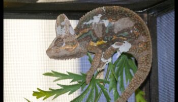 Rāpuļu skrējēji turpinājums: Modīgāki aksesuāri jūsu Scaley kompanjonam