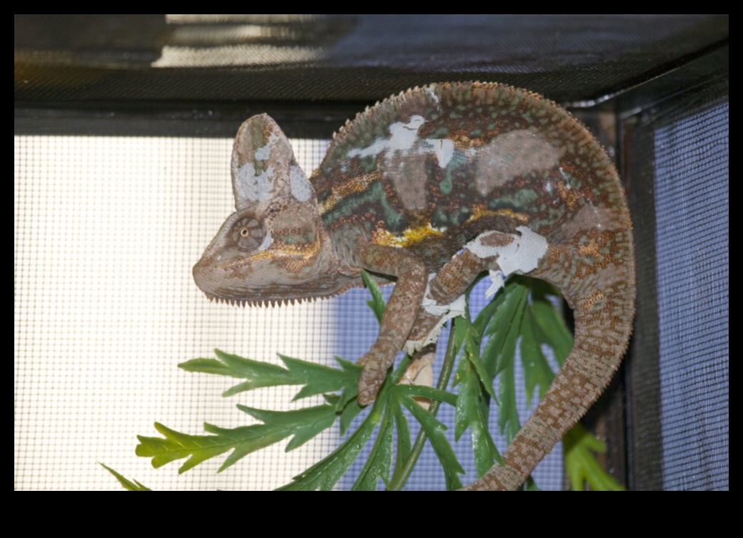 Rāpuļu skrējēji turpinājums: Modīgāki aksesuāri jūsu Scaley kompanjonam