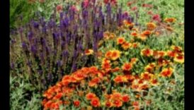 Sezonas krāšņums: padomi krāsainam dārzam visa gada garumā