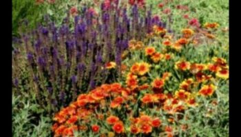 Sezonas krāšņums: padomi krāsainam dārzam visa gada garumā