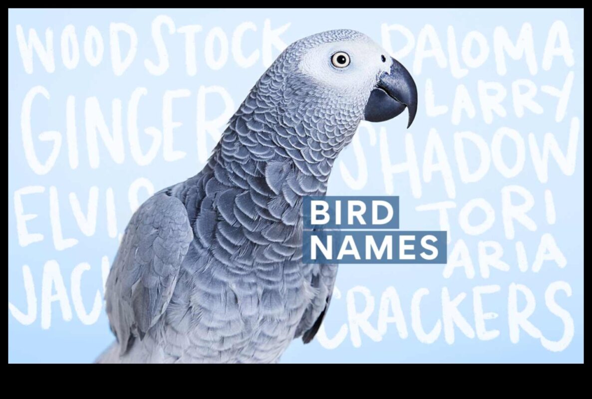 Spalvu draugu modes svētki: nepārtraukti veidojiet savu mājdzīvnieku putnu