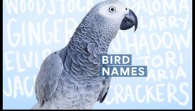 Spalvu draugu modes svētki: nepārtraukti veidojiet savu mājdzīvnieku putnu