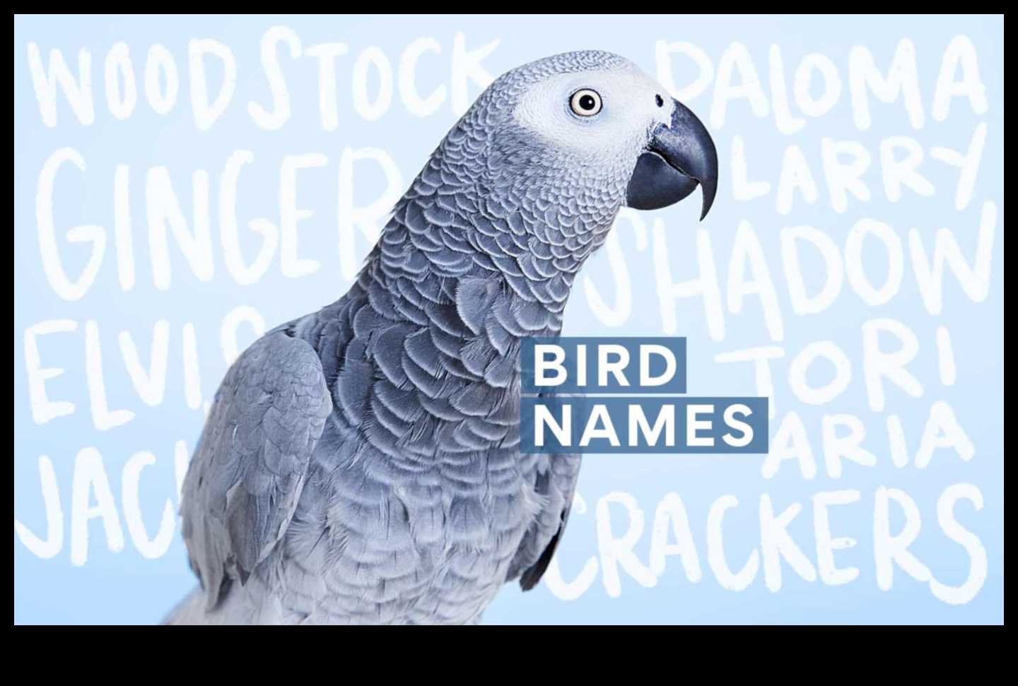 Spalvu draugu modes svētki: nepārtraukti veidojiet savu mājdzīvnieku putnu