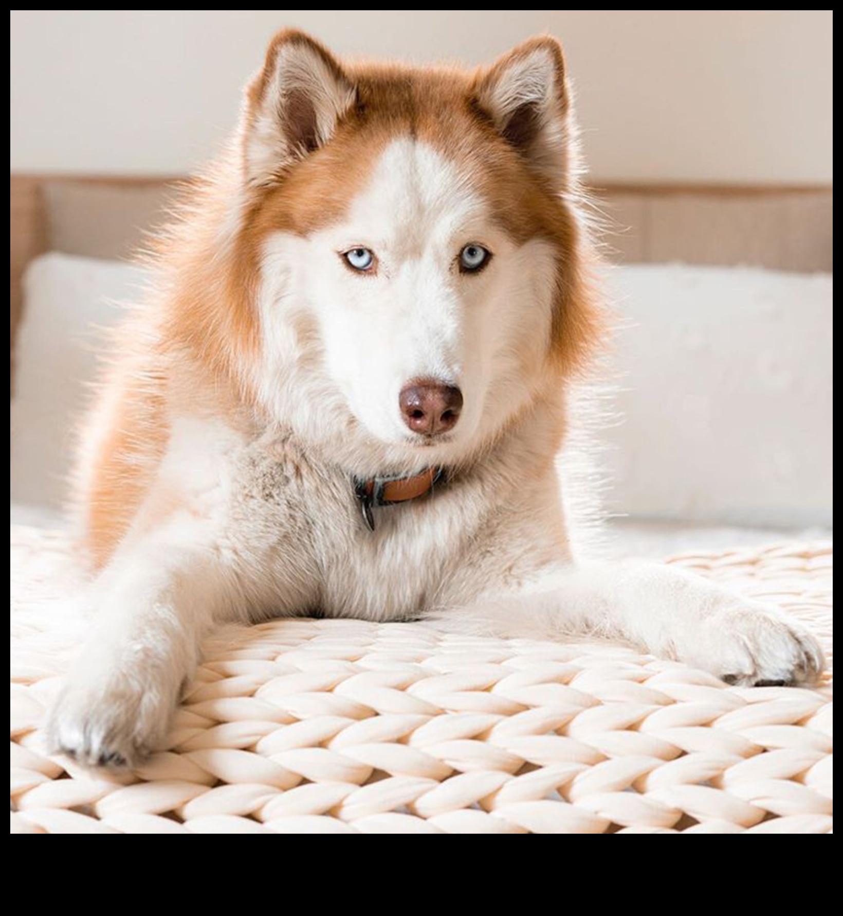 Suņu sapņi: Suņu miega modeļu noslēpumu atklāšana