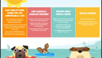 Vasaras drošības padomi: pasargājiet savu mājdzīvnieku no karstuma